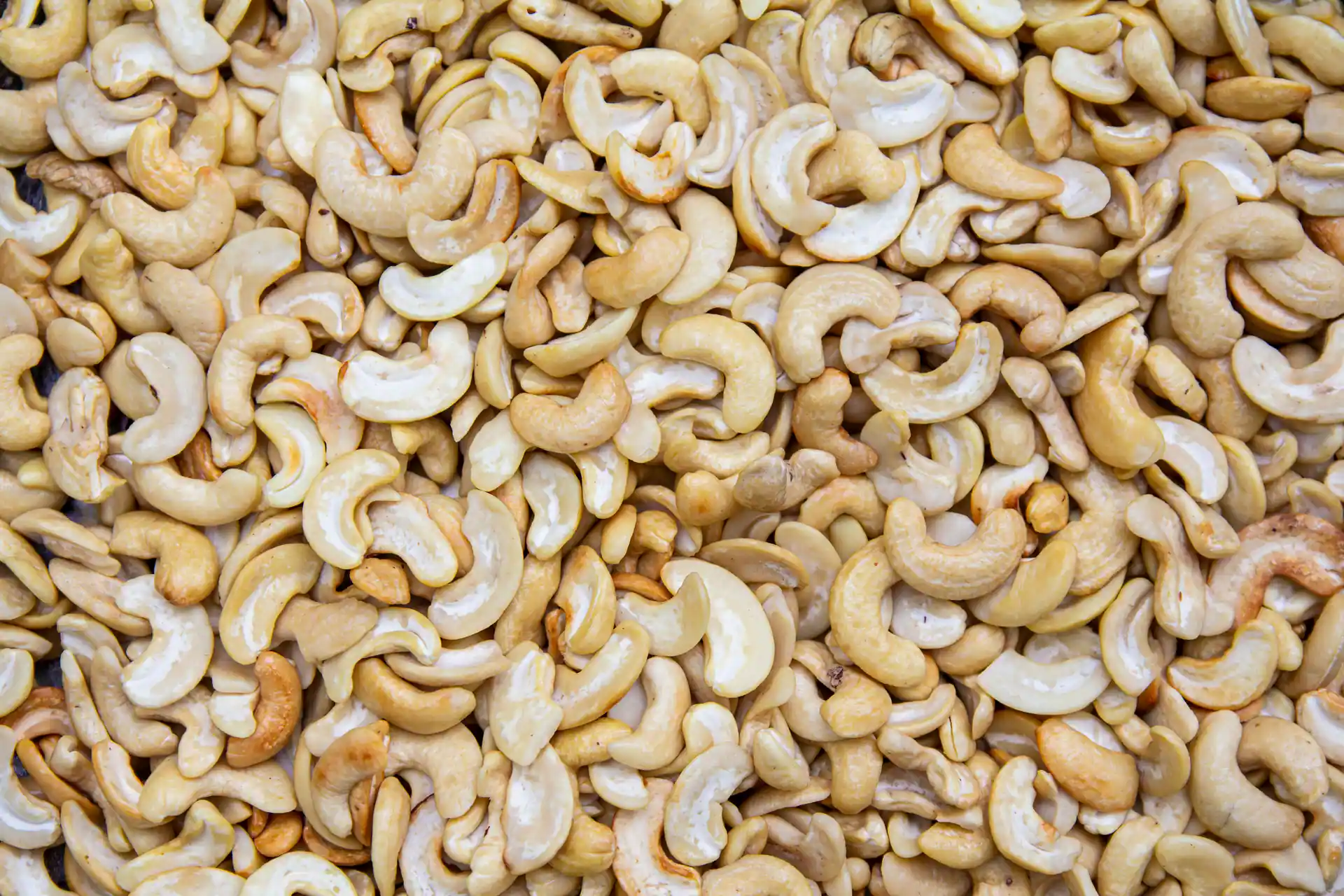 Raw cashew nuts, graded for export