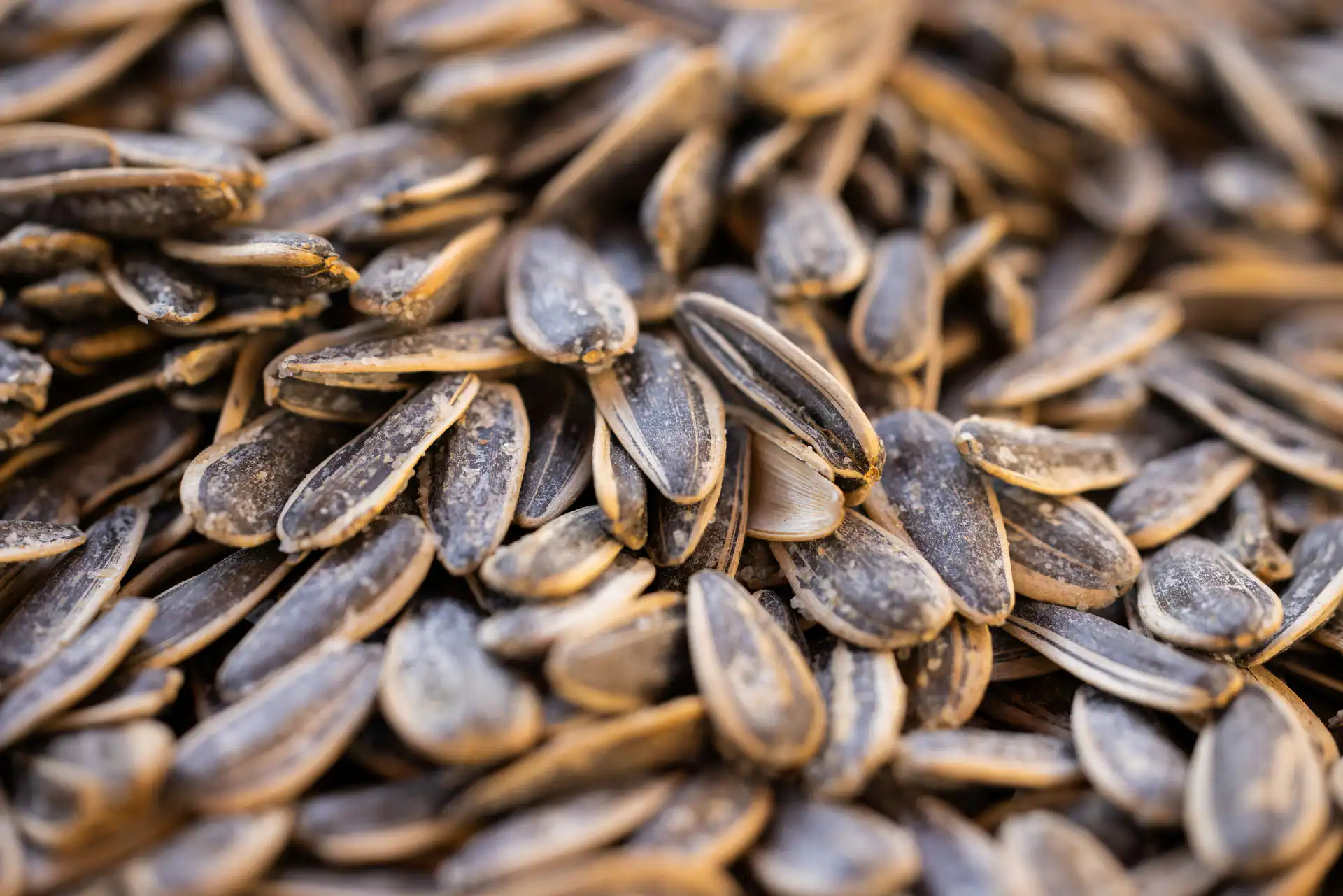 Striped sunflower seeds