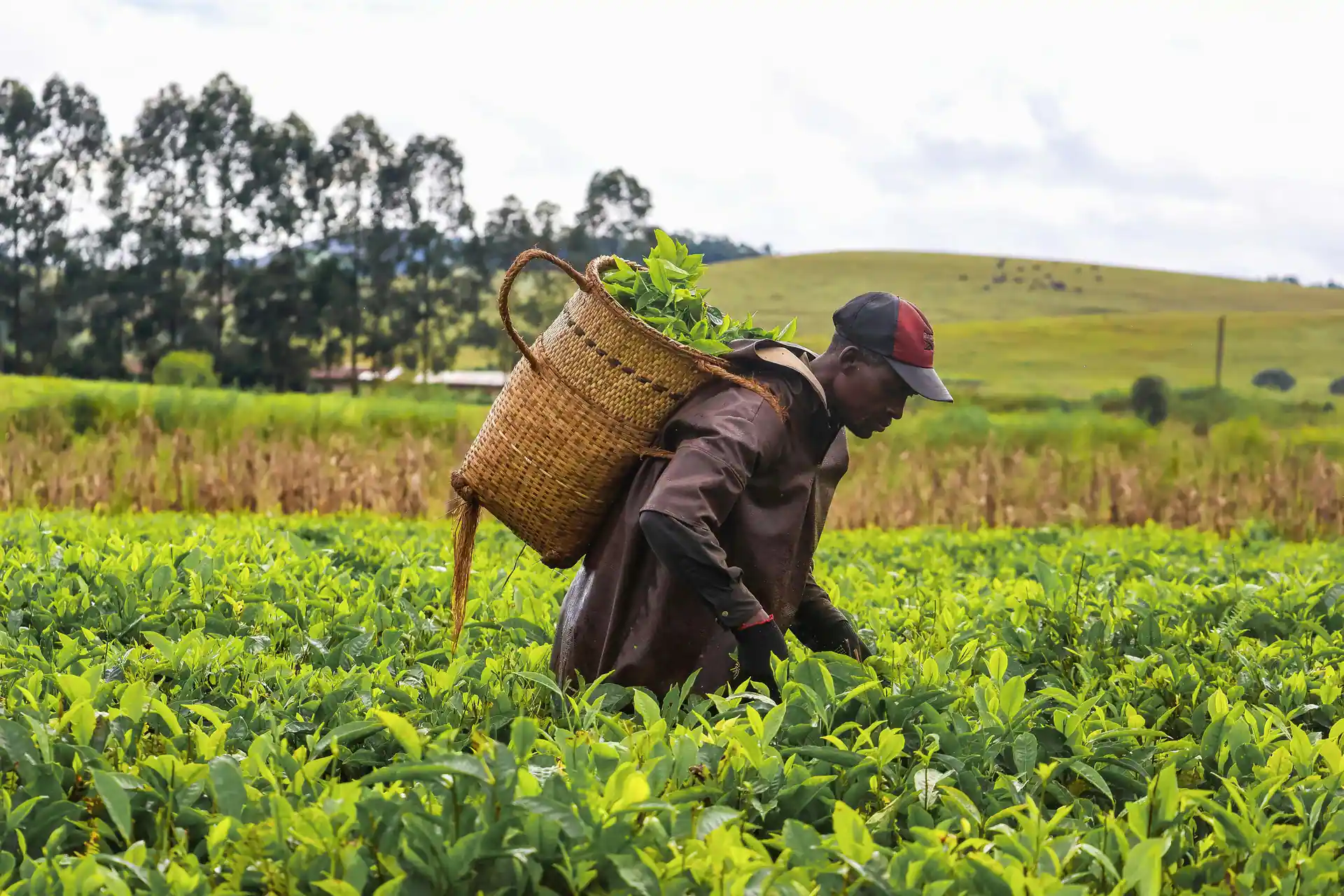 Farmer holding freshly harvested grain, seeds falling through open hands